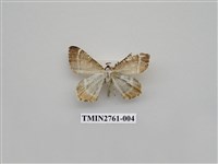 藏品(尺蛾330)的圖片